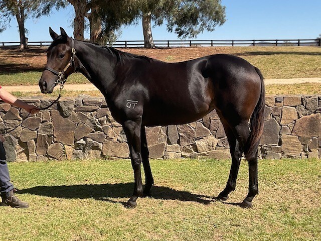 Classic Shiraz