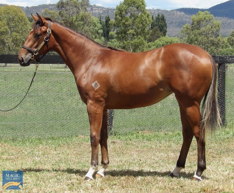 Star Cheval