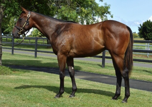 Jungle Cat – Snitzel’s Joy